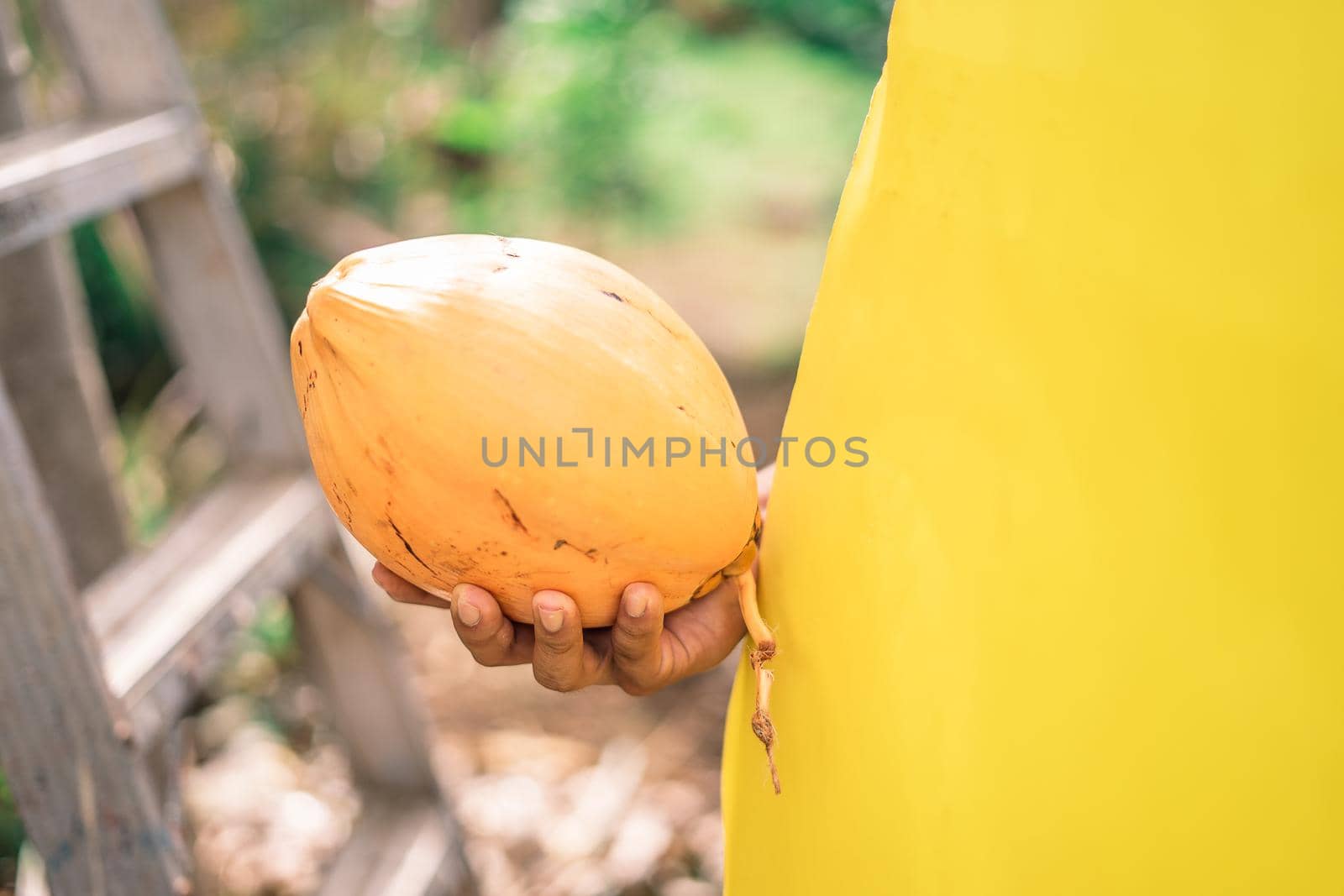Closeup of the hands of an unrecognizable young Latin man holding a coconut during an agriculture festival in Masaya, Nicaragua
