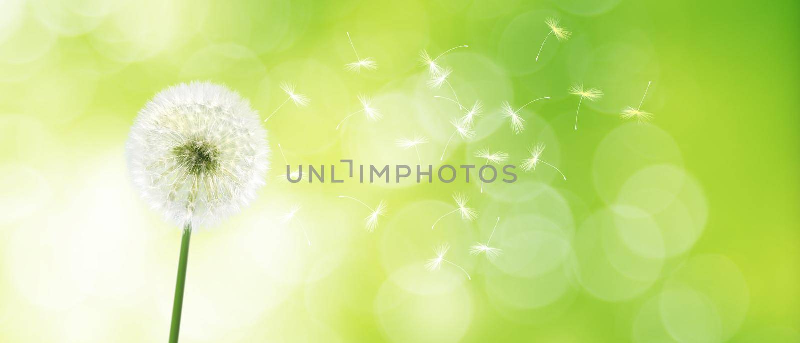 Dandelion flower with flying feathers on blue sky. by Taut