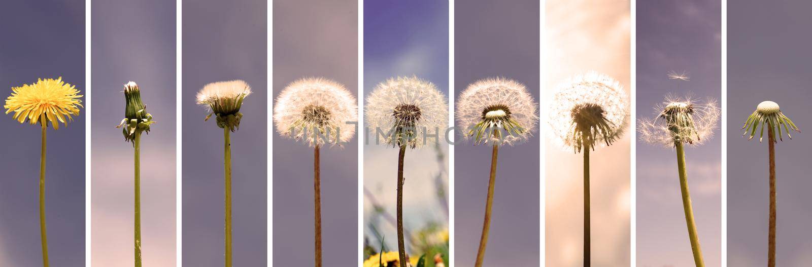 Dandelion flower with flying feathers on blue sky. by Taut