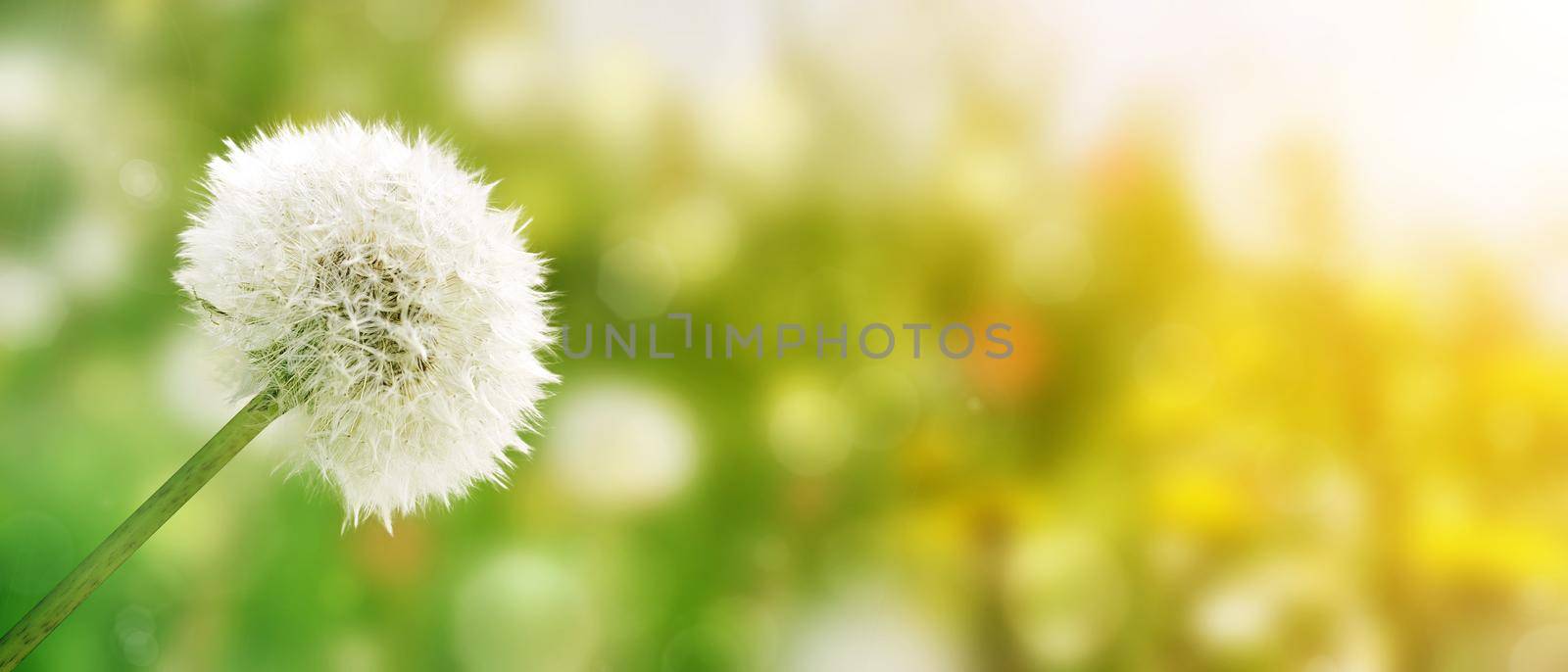 Dandelion flowers with flying seeds in green meadow. by Taut
