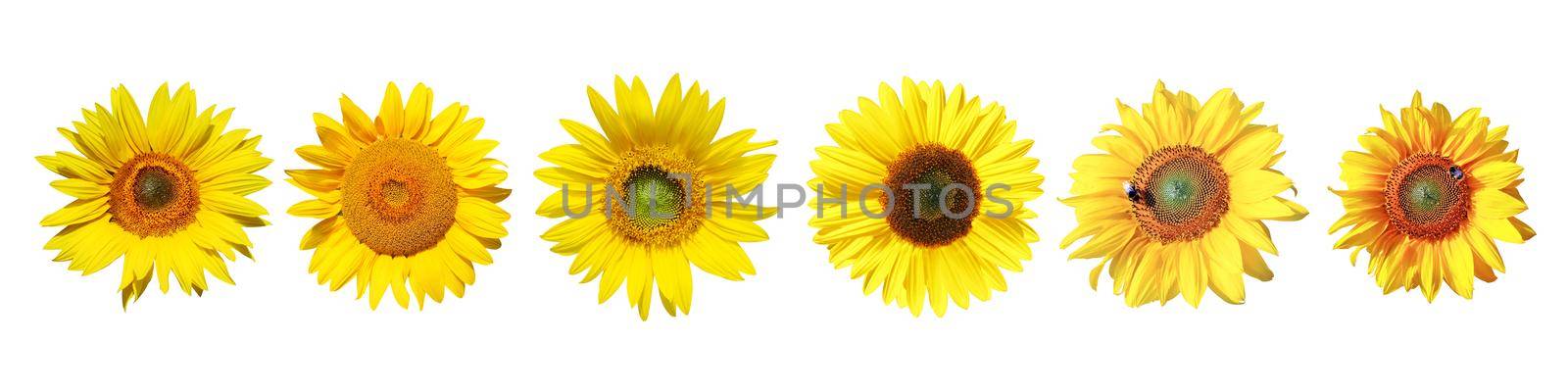 Flower of sunflower isolated on white background. by Taut
