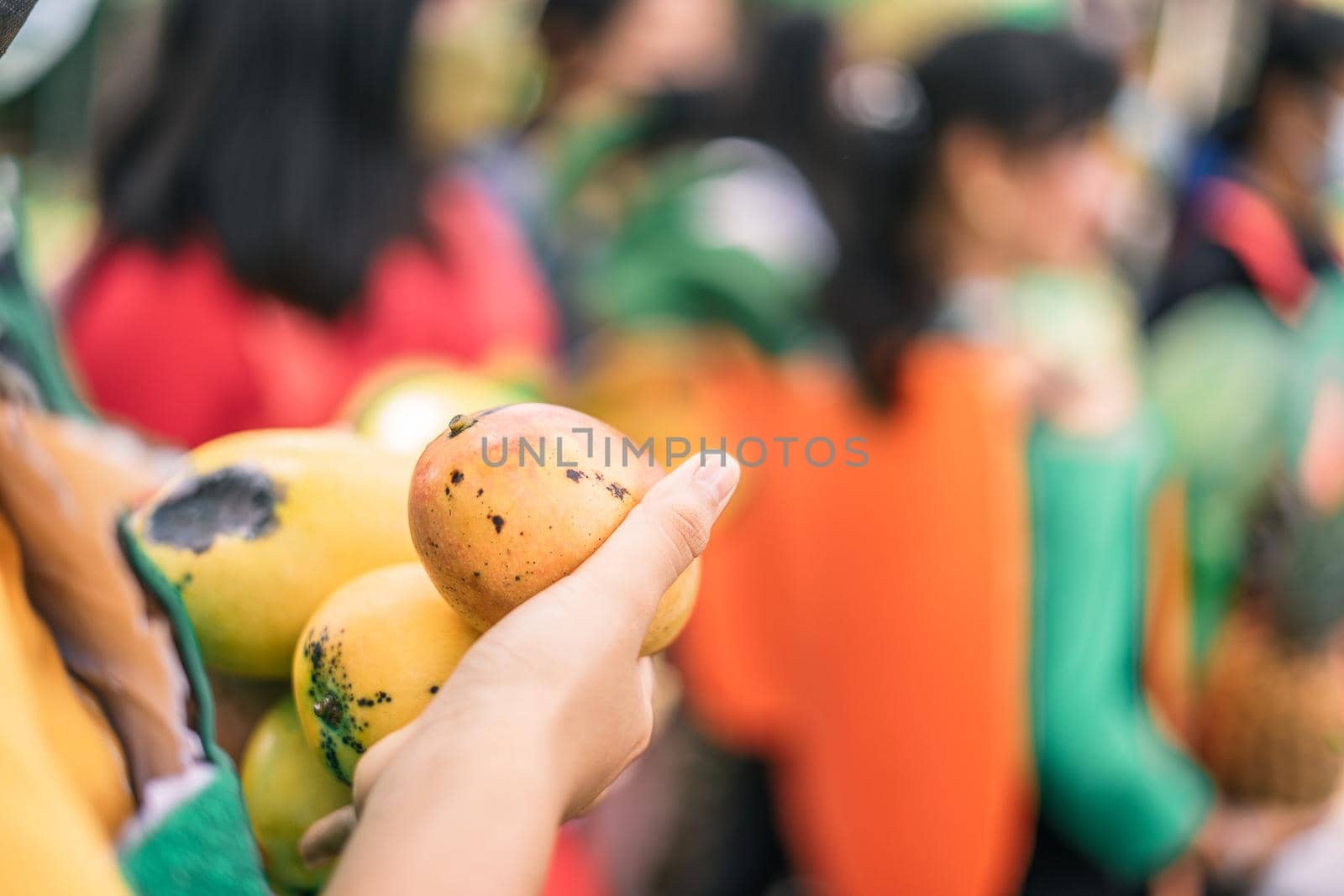 Closeup of the hands of an unrecognizable young Latin man holding mangoes during an agriculture festival in Masaya, Nicaragua