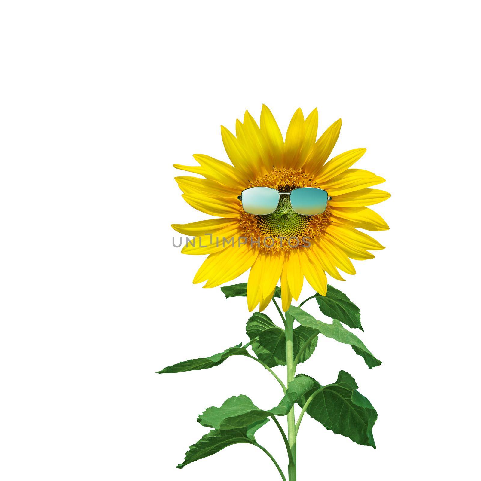 Funny sunflower with sunglasses on a white background by Taut