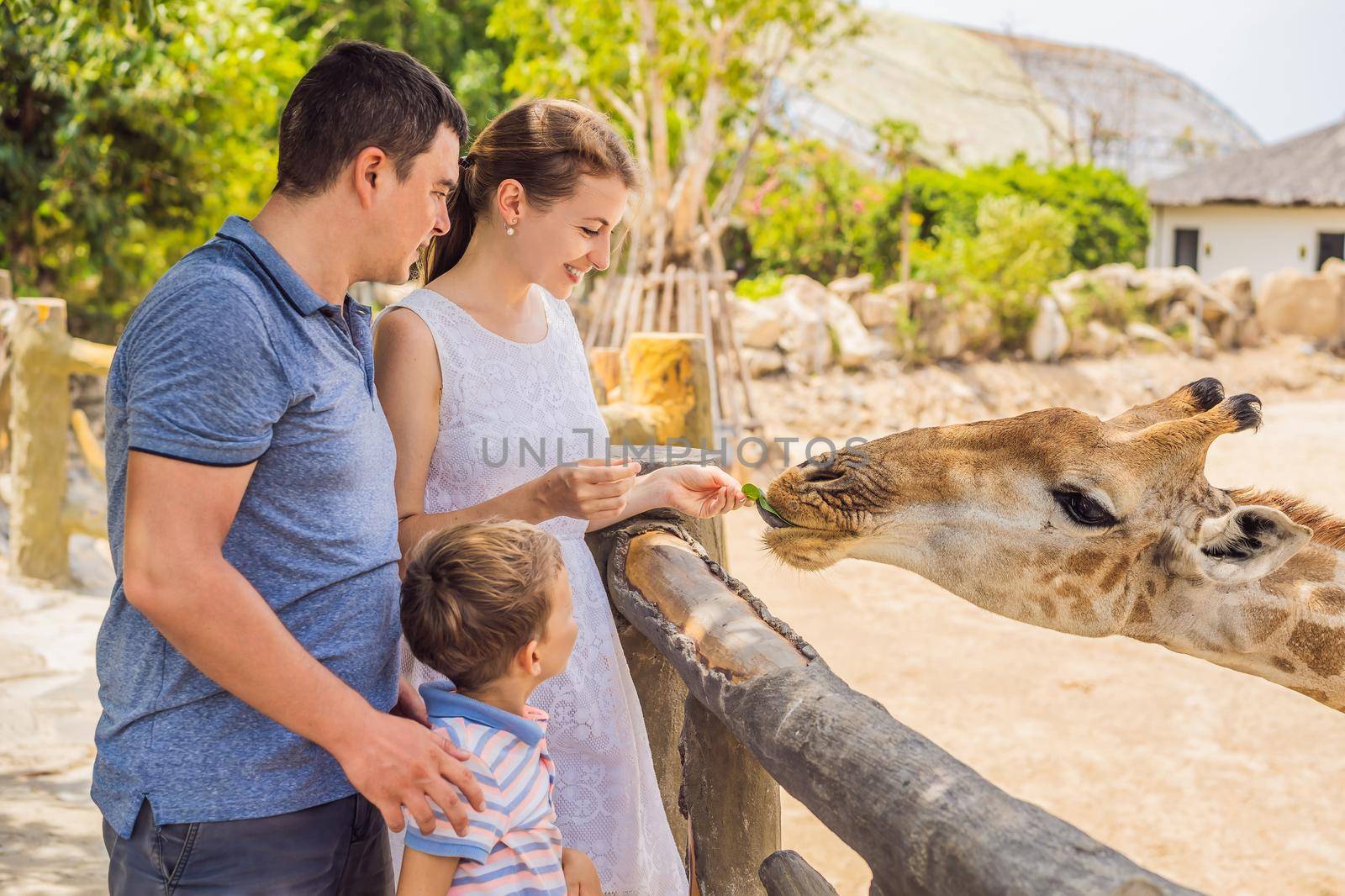 Happy mother, father and son watching and feeding giraffe in zoo. Happy family having fun with animals safari park on warm summer day by galitskaya