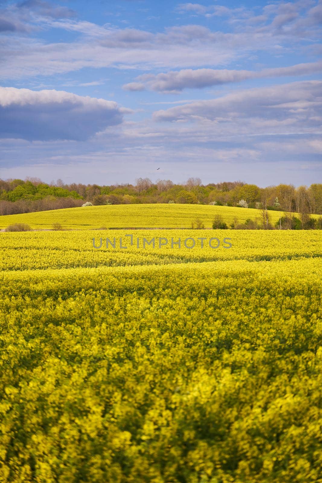 Yellow rapeseed flowers. Landscape with yellow rapeseed flowers