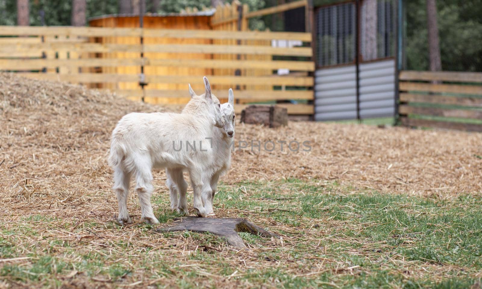 Two white little goats play with each other on the farm. Breeding goats and sheep. Housekeeping. Cute with funny.