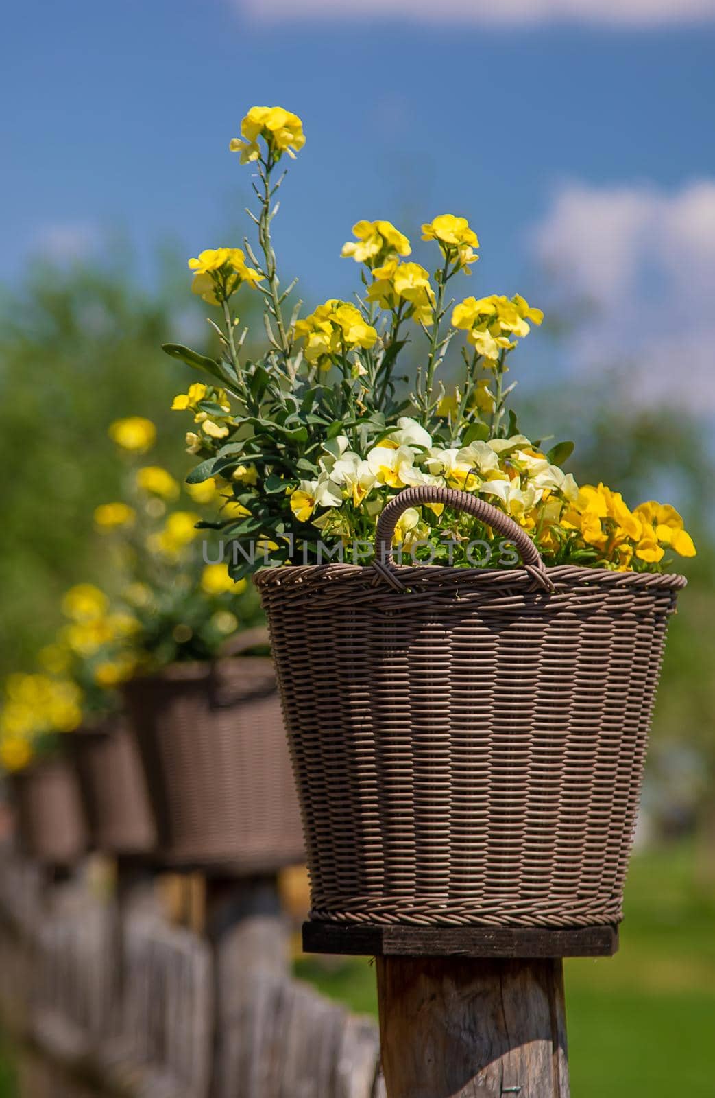 Flowering vases in a flower bed. Selective focus. Nature.