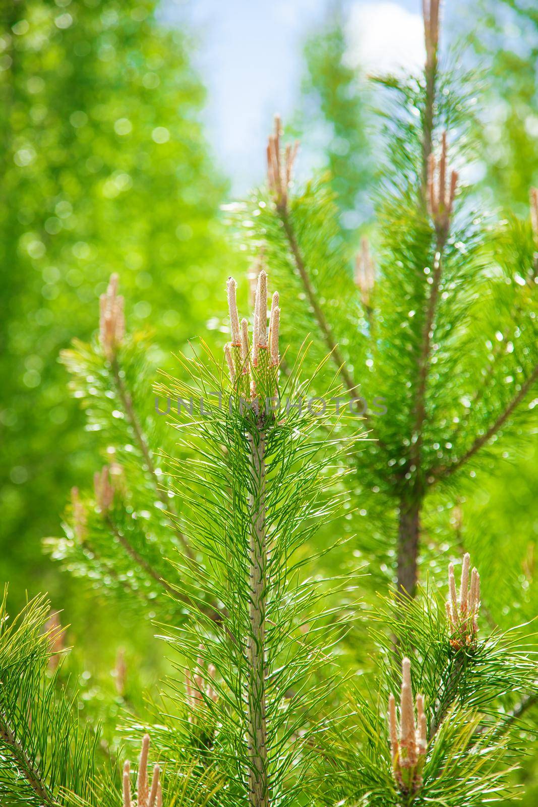 Evergreen pine tree frech spring sunny brunch by kisika