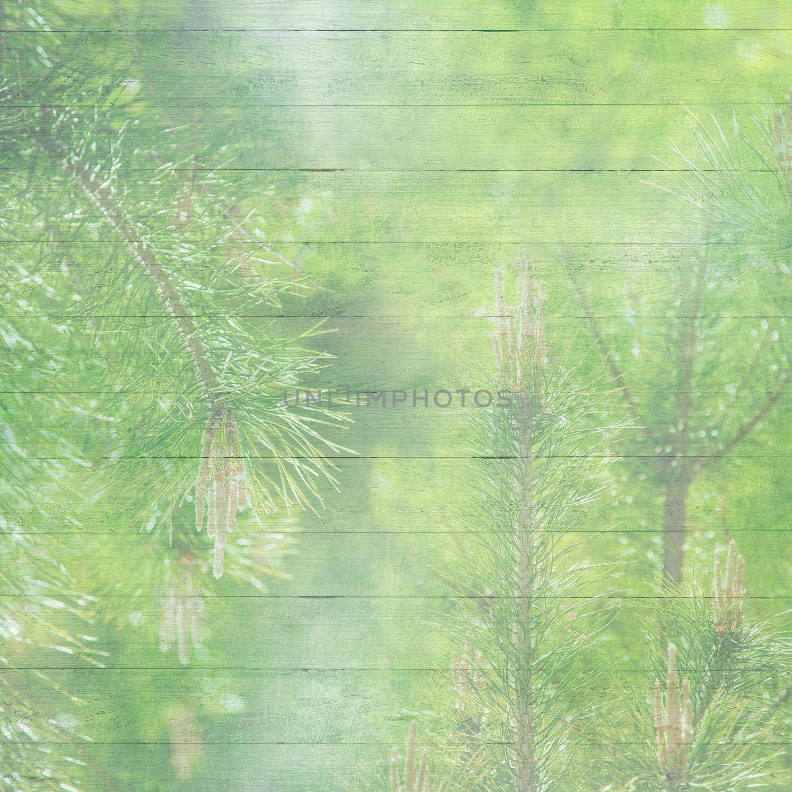 Vintage wood background with pine tree silhouettes by kisika