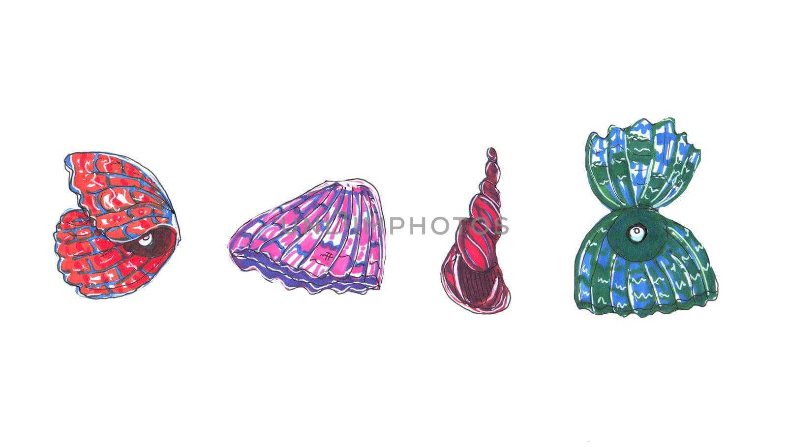 Set of colorful hand drawn shells. Pen marker illustration. Isolated on white background. Design for card, poster or wallpaper.