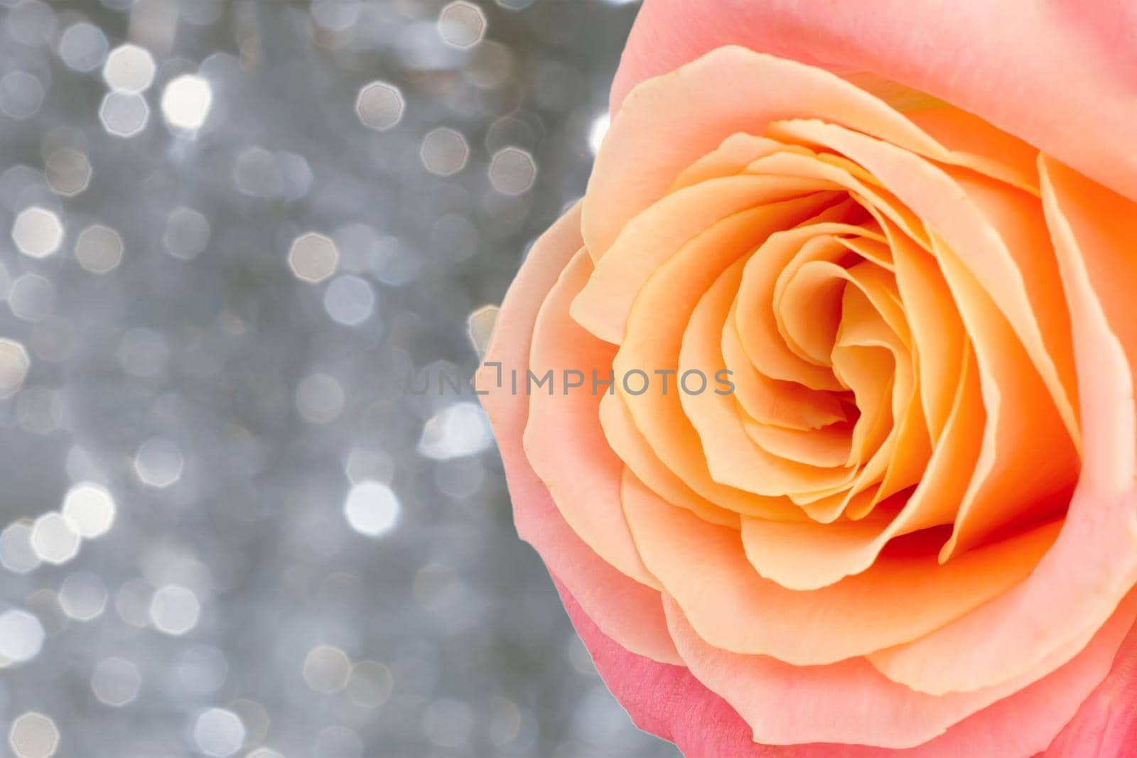 Beautiful rose over holiday bokeh background with copy space