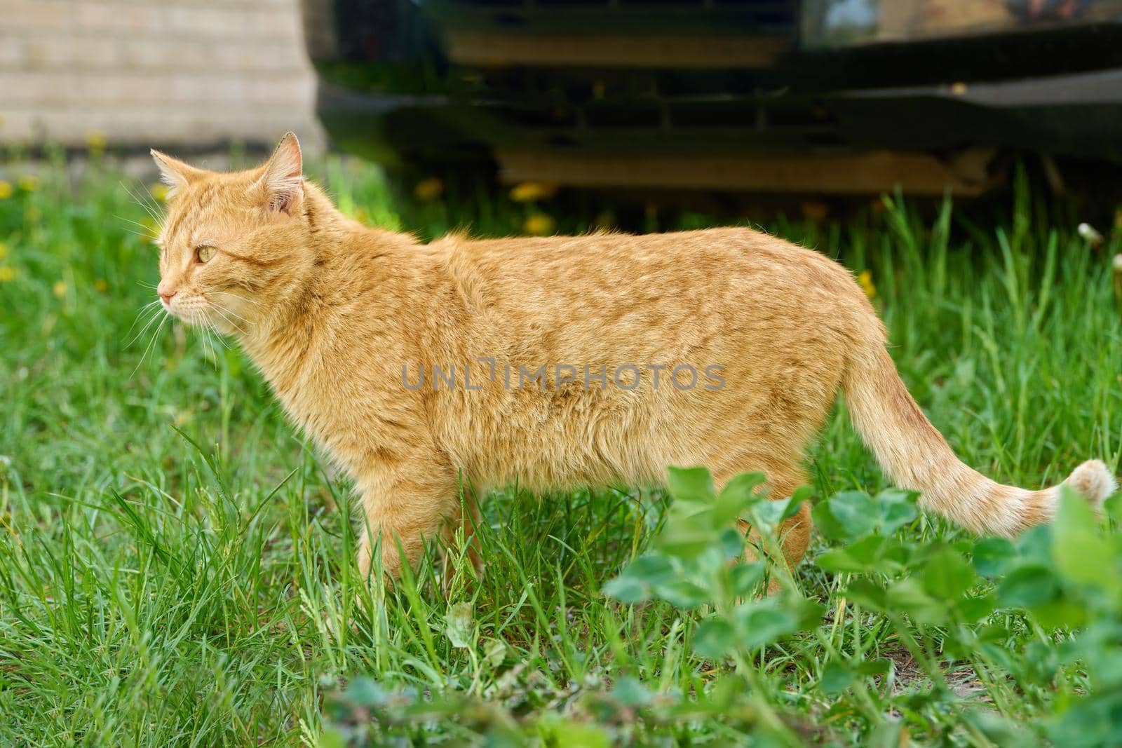 Rural large adult red shorthair red domestic cat walking on green grass
