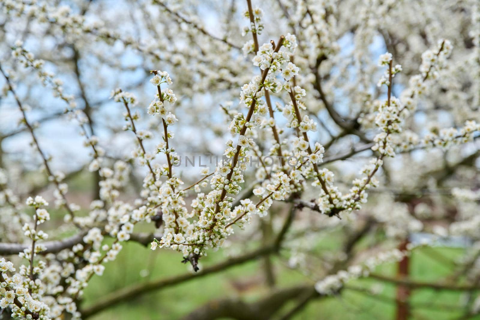 Spring time, blossoming plum tree, white flowers on the branches.