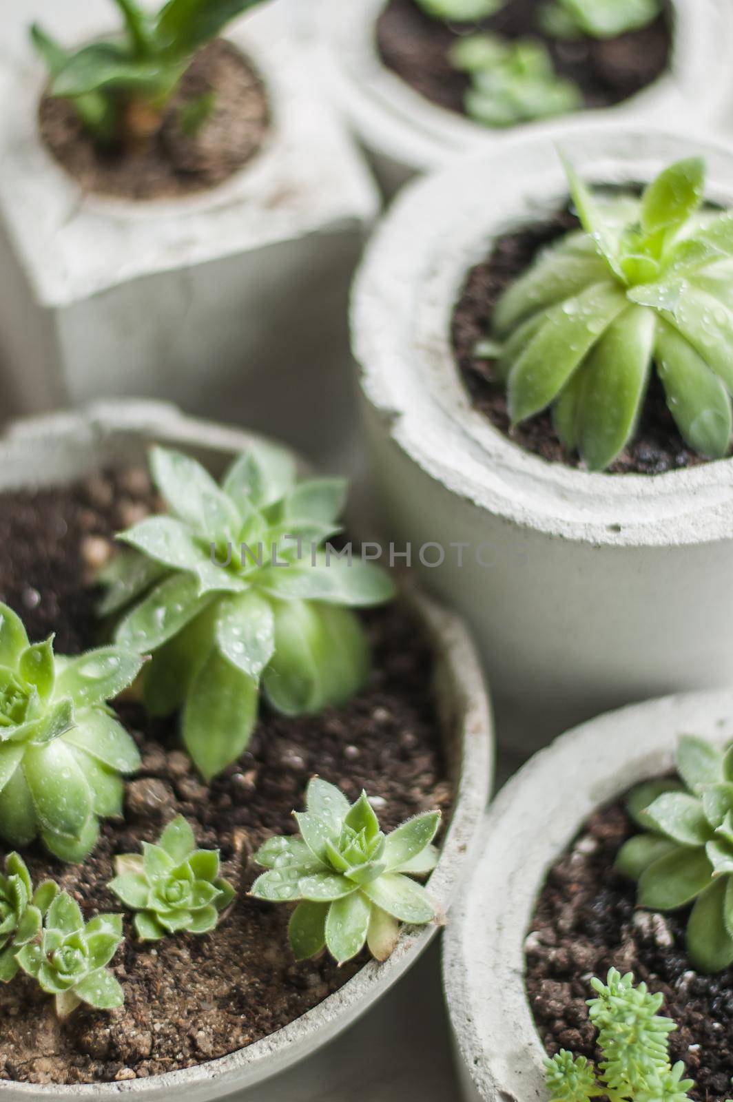 mini succulents in concrete pots. top view. High quality photo