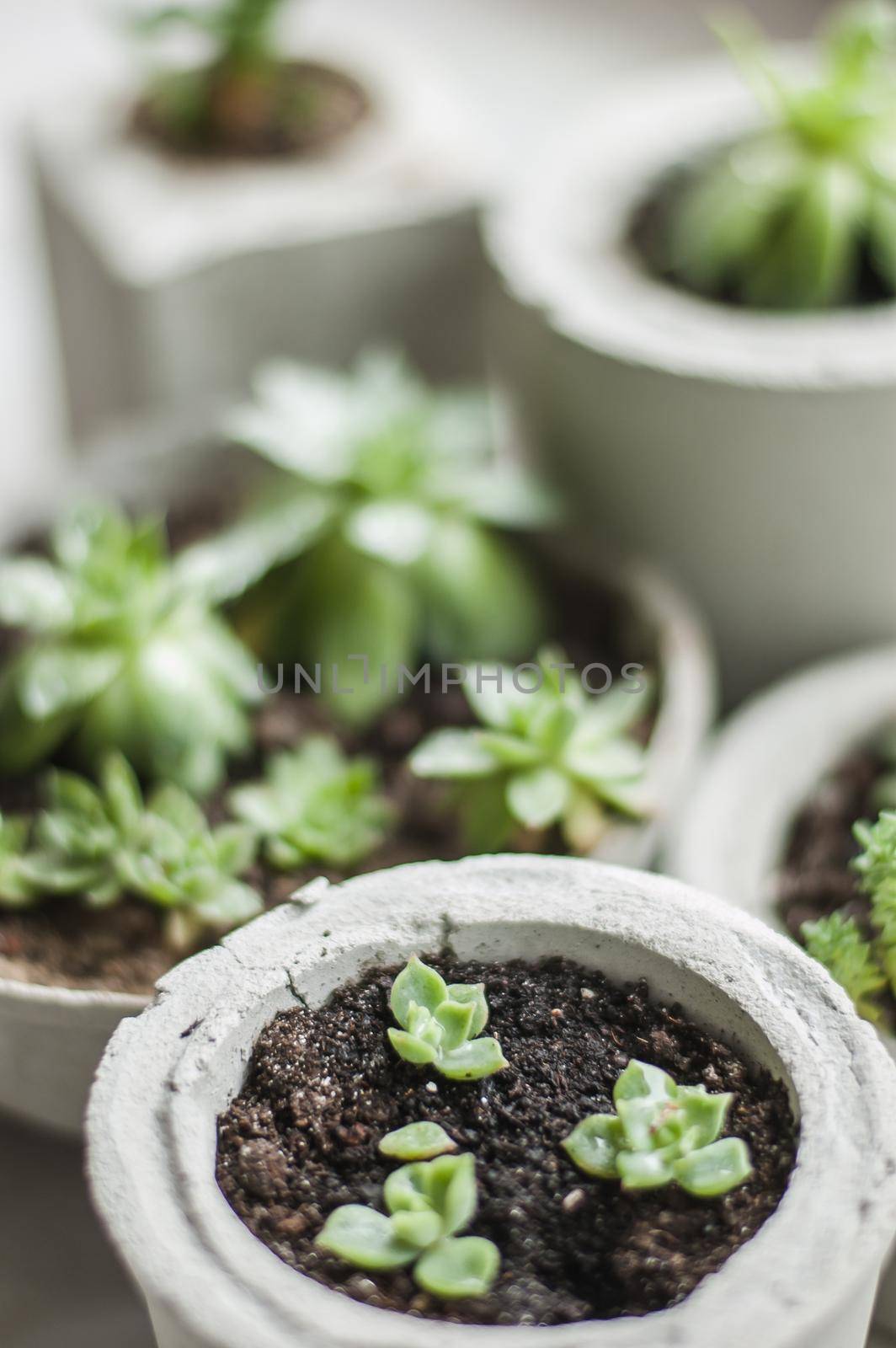 mini succulents in concrete pots. top view. High quality photo