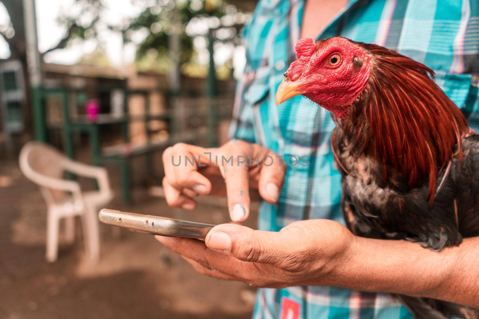 Fighting rooster breeder holding an animal on his arm as he checks his cell phone outside a fighting arena in Sutiaba, Leon, Nicaragua