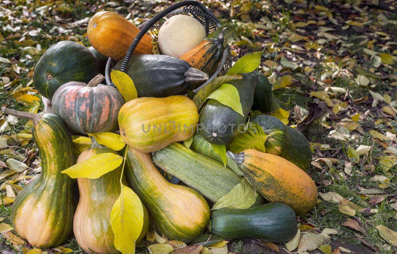 On the field, among the green grass and fallen leaves, various pumpkin fruits and zucchini grow. Autumn harvest. The view from the top.