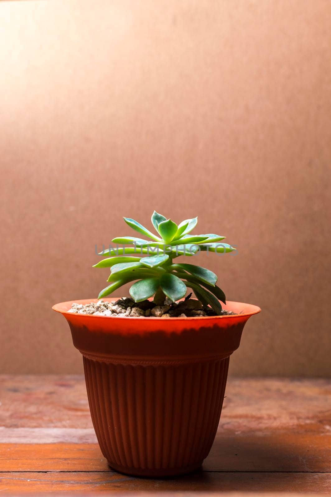 cactus plant in pot on green background, cute natural cactus isolated on green background. by isaiphoto
