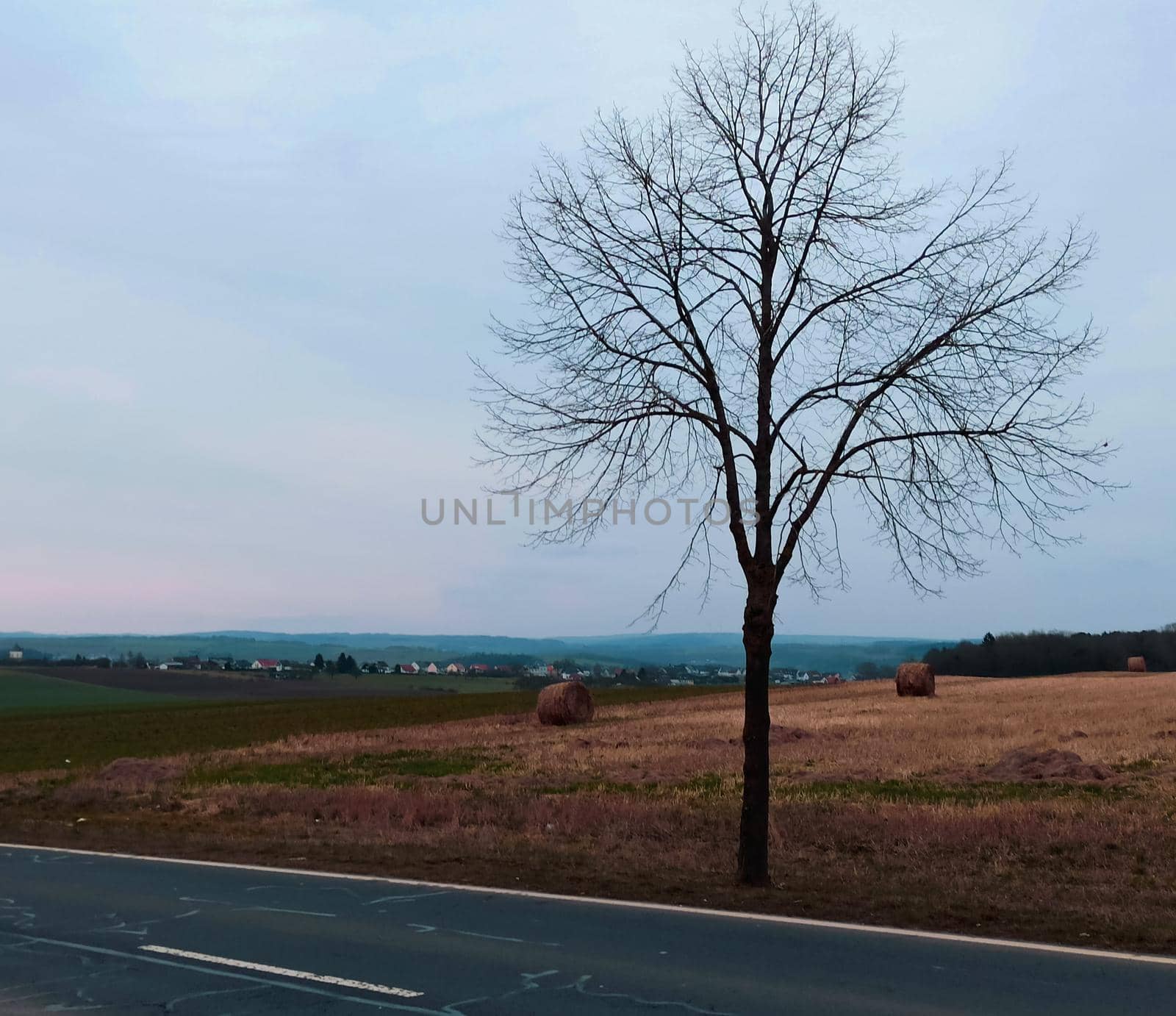 Lonely tree in the field. Symbolic display of loneliness.
