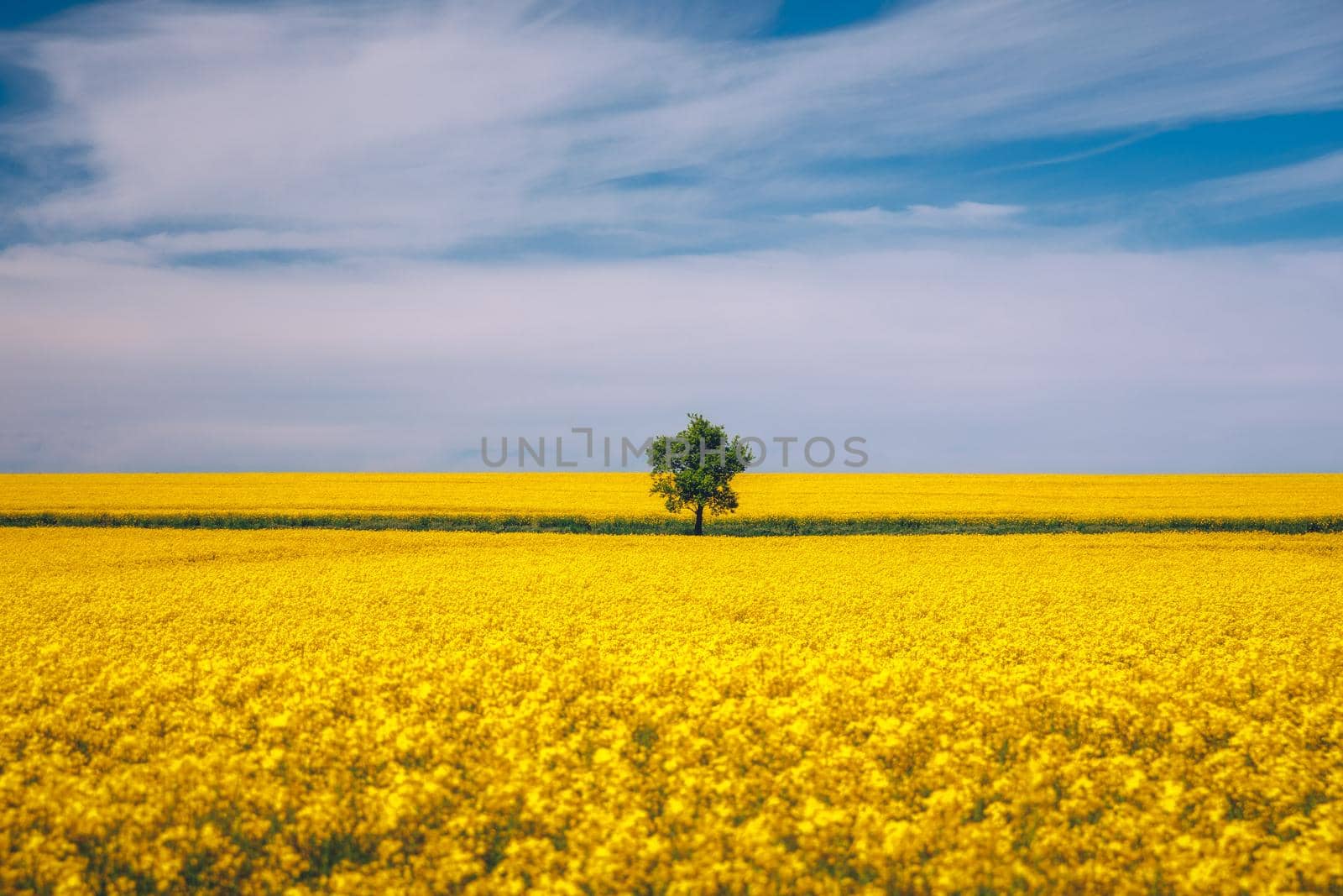 Tree in field of rapeseed under blue sky with clouds, spring landscape. Lone tree in yellow rape-seed field.
