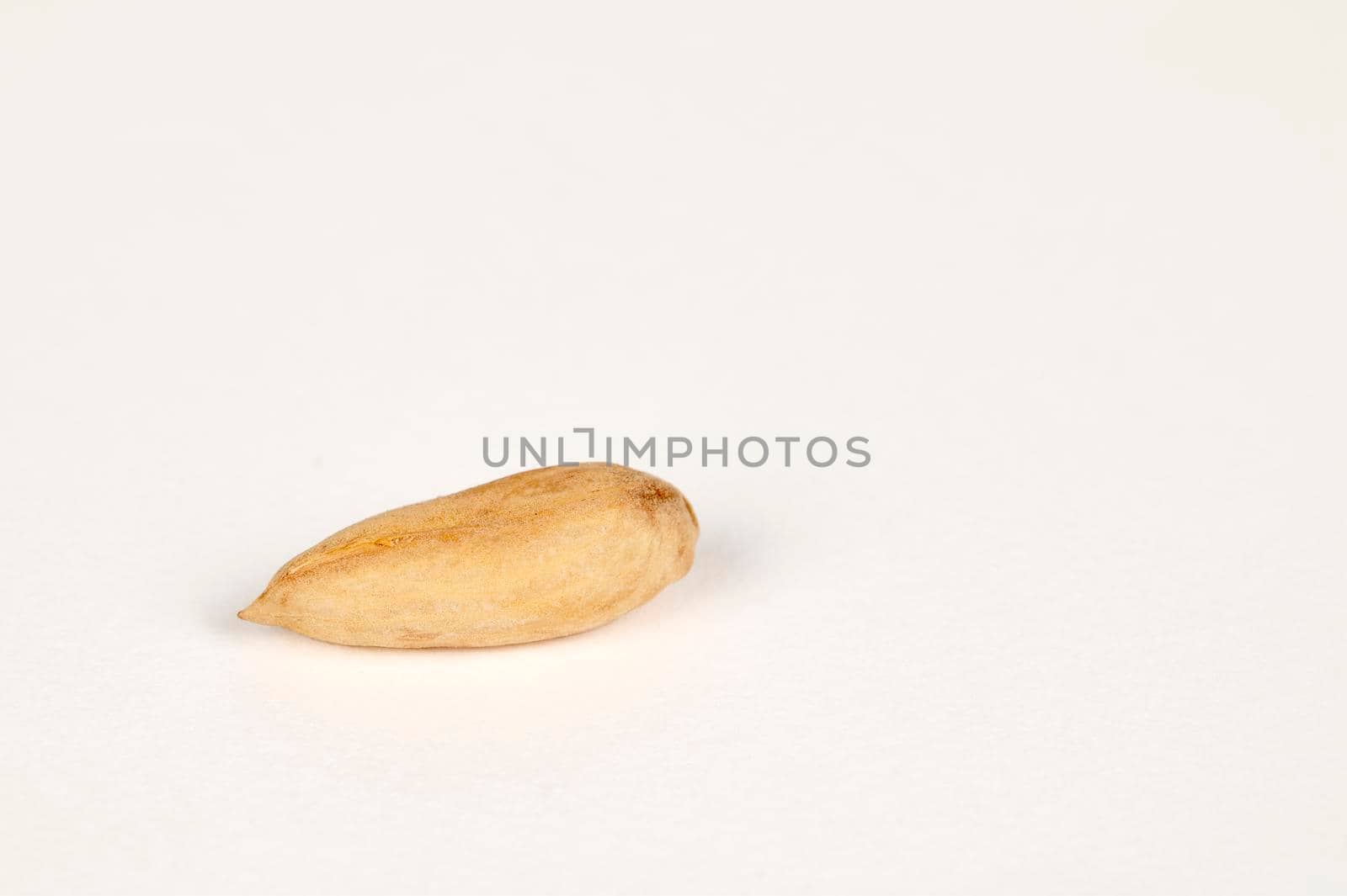 Single Wild Papershell Almond on a white background