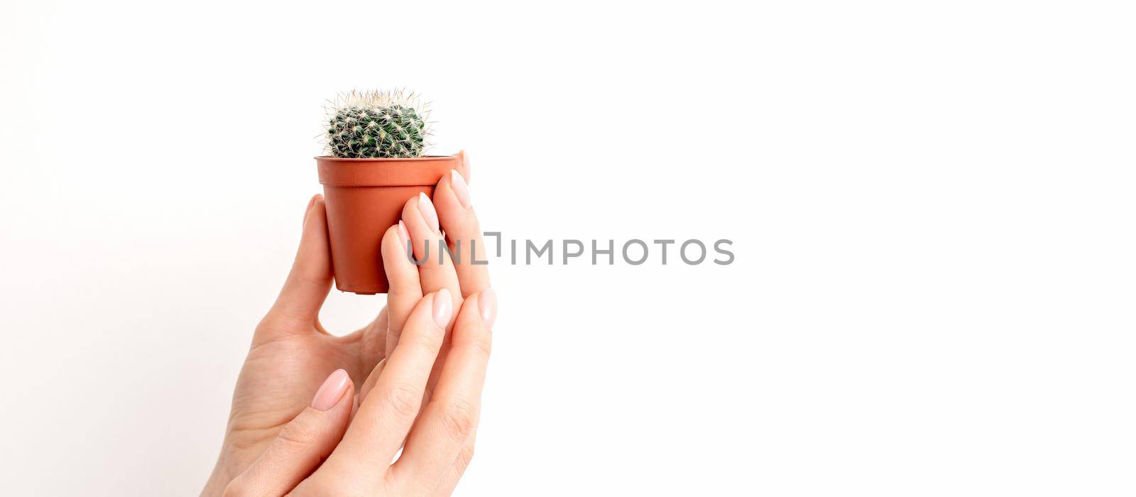 Female hand holding nice small green cactus in flower pot on white background with copy space