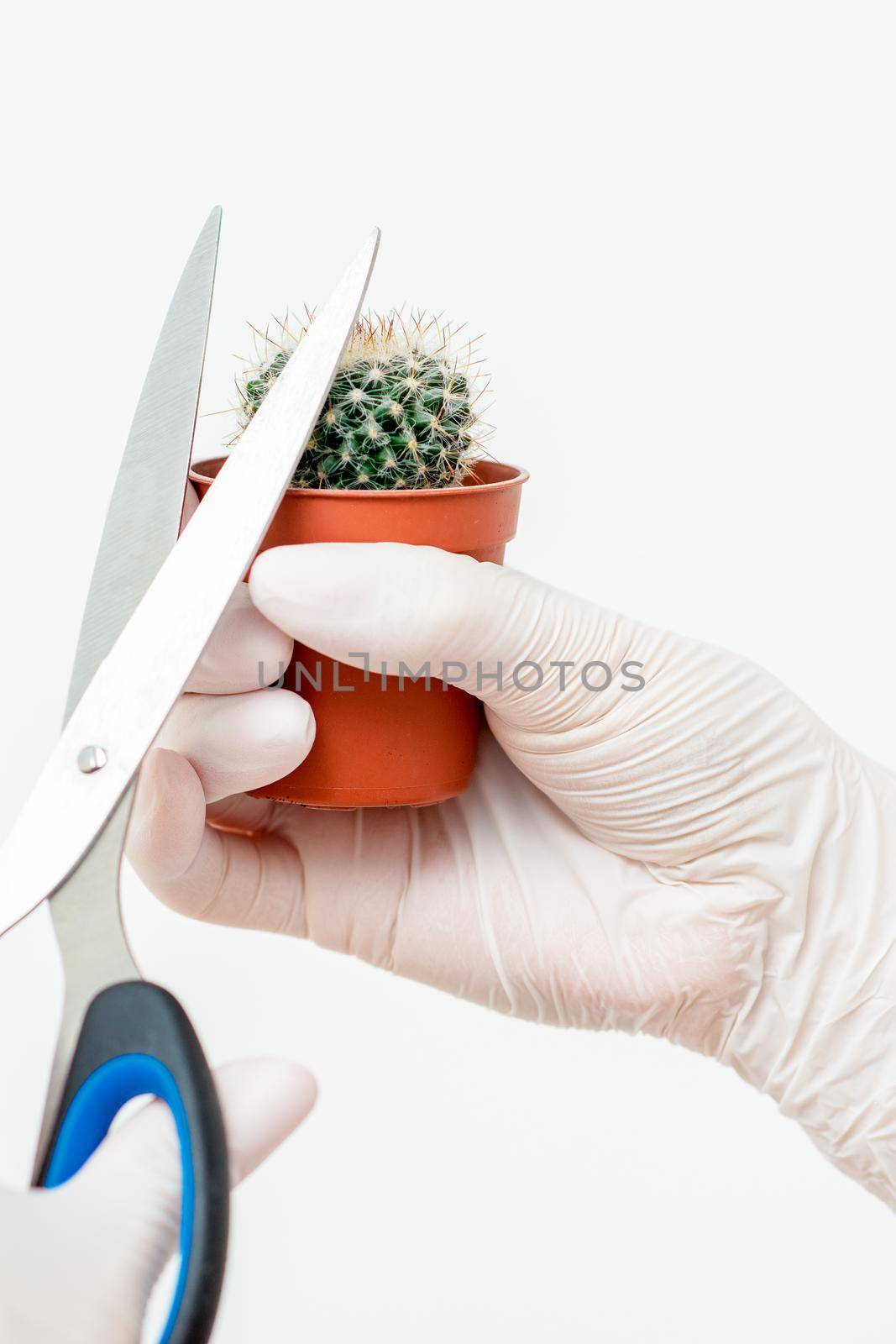 Hands cutting thorn of cactus by okskukuruza