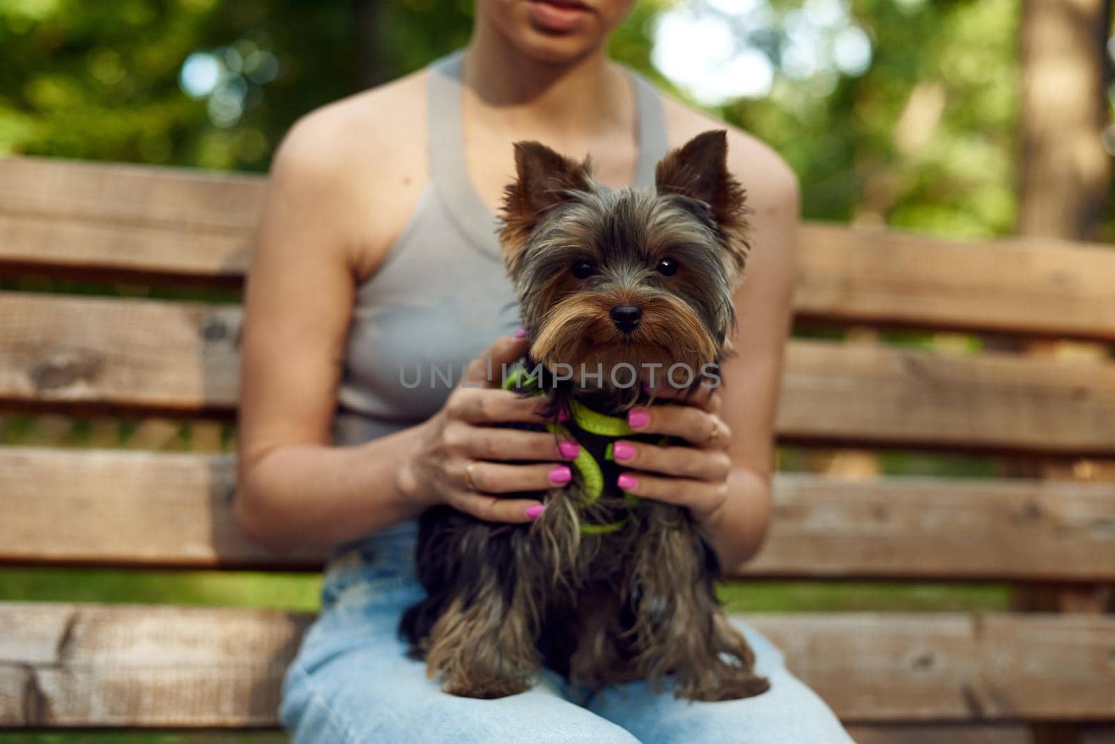 The Yorshir Terrier sits on the lap of its owner. A young woman with a dog sits on a bench in the park with her dog.