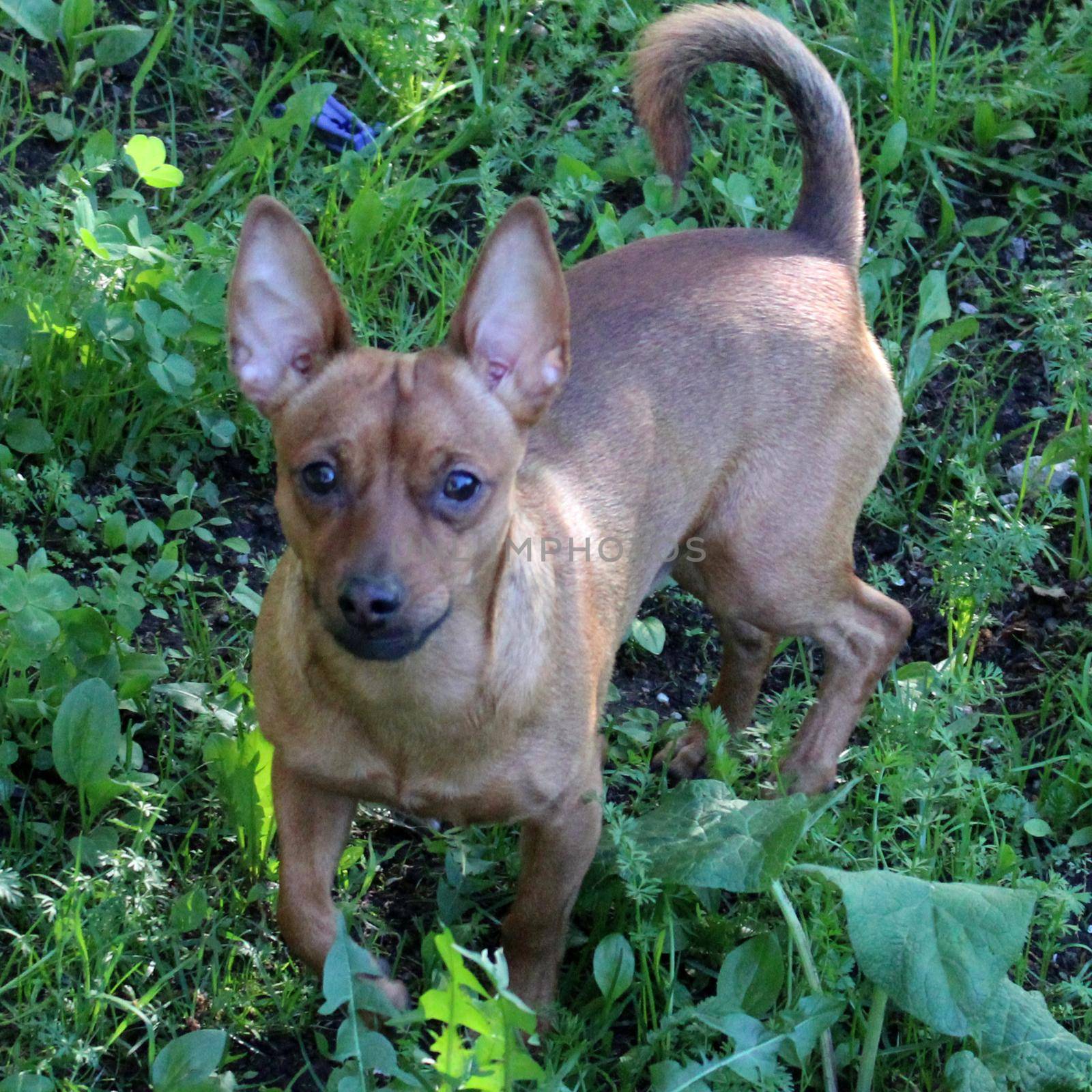 A brown Chihuahua walks on the grass in the park..