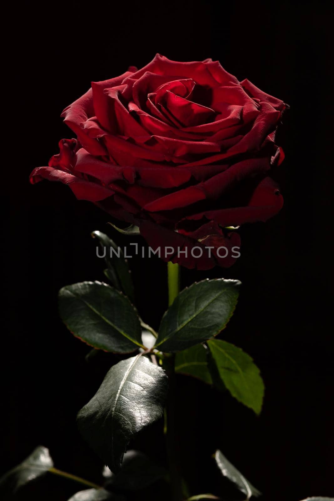 Blooming red rose bud in water drops on a black background, use as background, wallpaper, greeting card