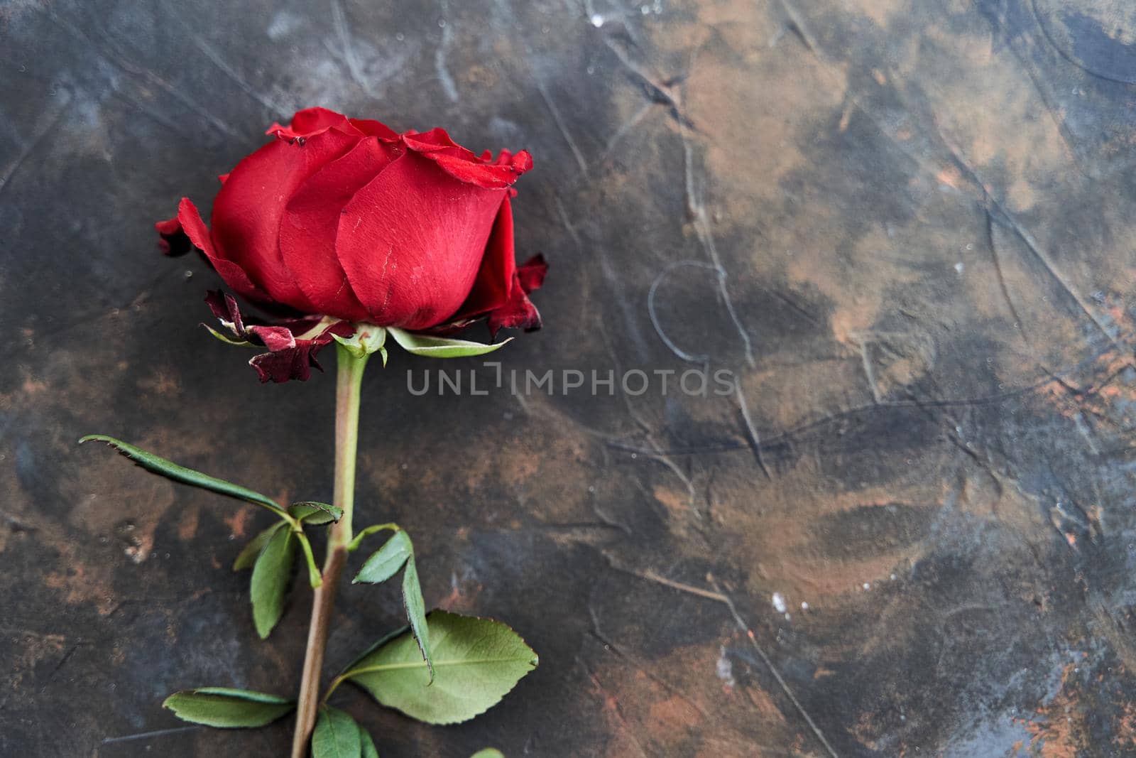 Red rose on dark background. The place for text. Copy space. High-quality photo