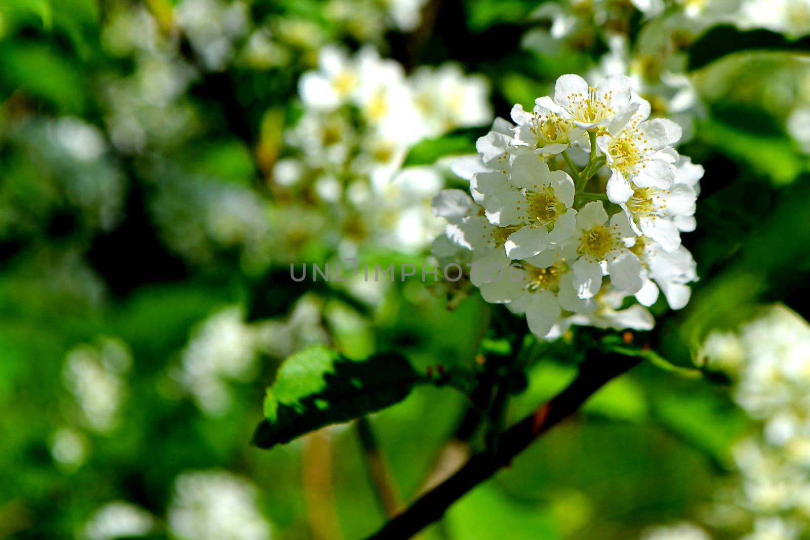 Flower Leafs of apple or cherry blossom in spring. Spring flower in a garden close up. High quality photo