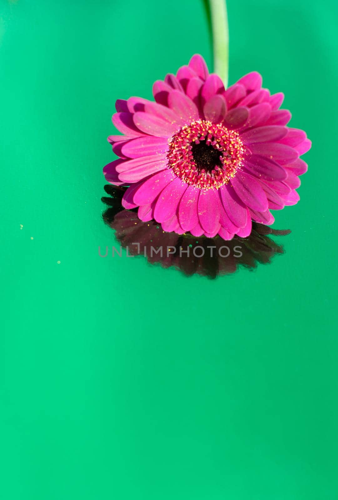 one purple gerbera on neon green background, close angle, spring mood, flower by KaterinaDalemans