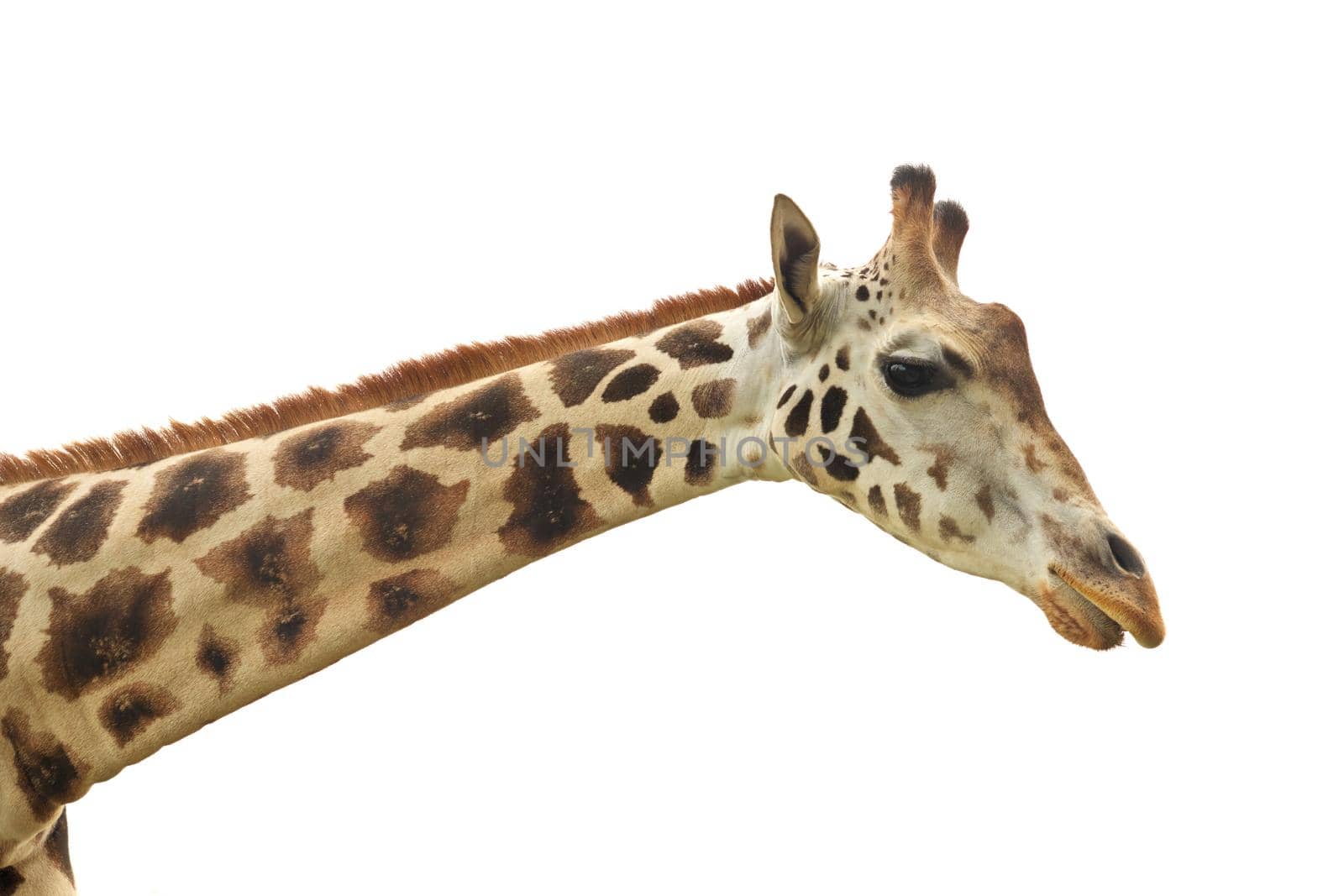 Close up of Giraffe Face, Neck, and Head Isolated on White Background by markvandam