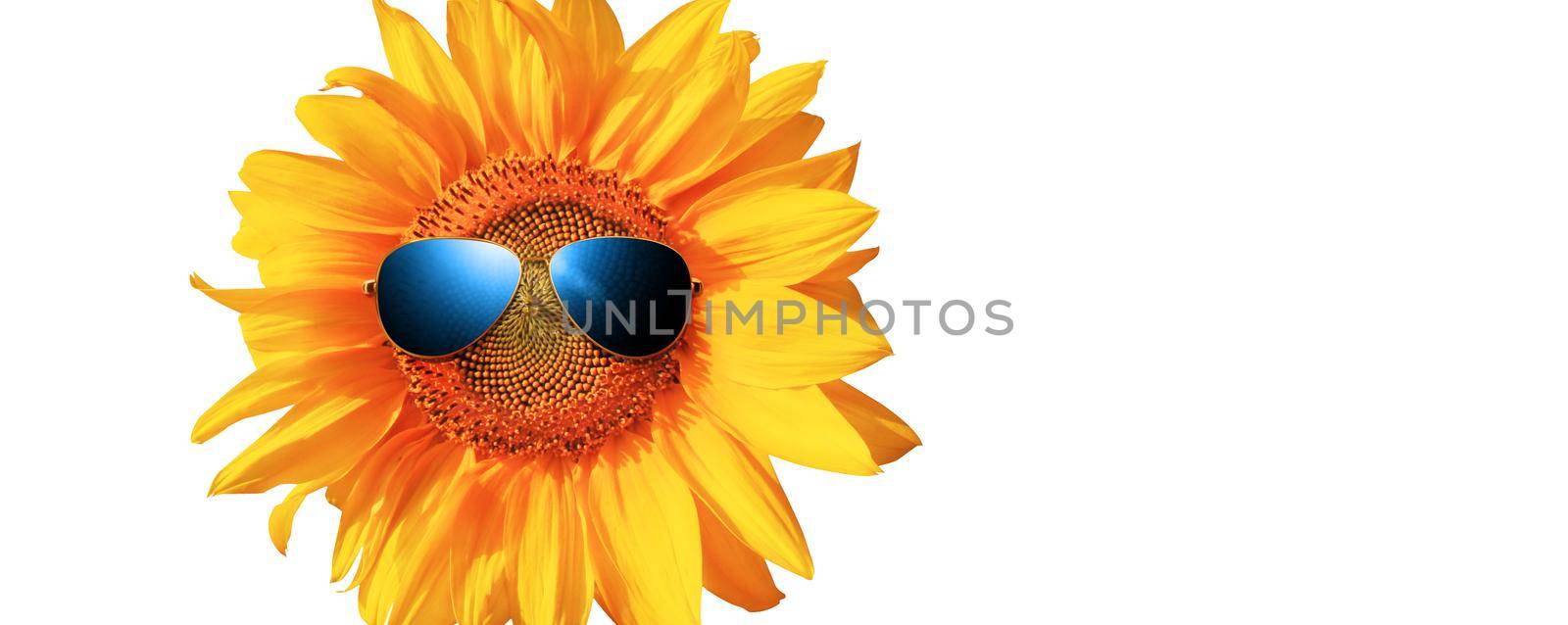 Funny sunflower with sunglasses on a white background by Taut