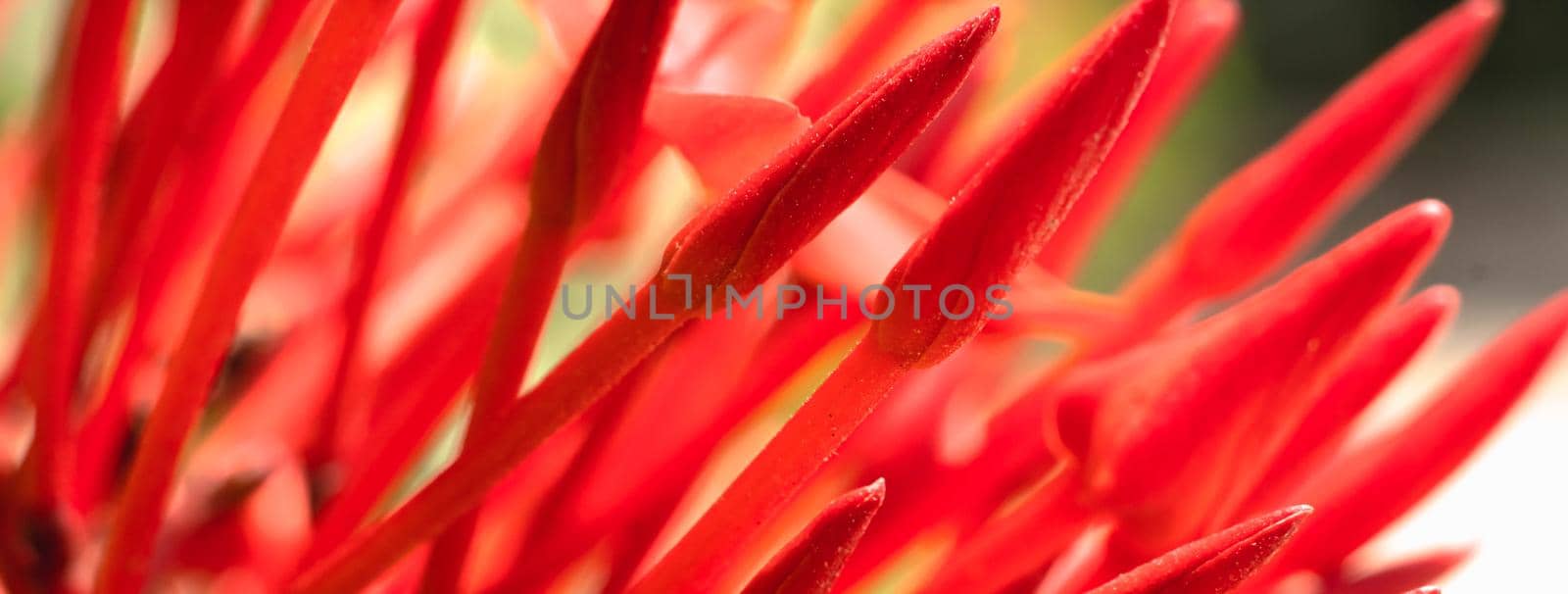 BANNER Macro abstract real beauty nature cute background. Small bright red buds petals bloom of Santan Ixora Jungle Geranium flower garden plant, sharp needles. Floral botanic design decor More stock by nandrey85
