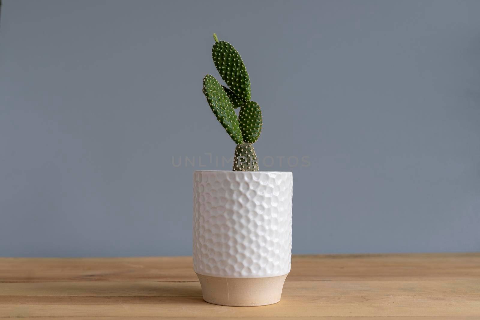 Bunny ears cactus in a white planter pot, isolated on white background by Bilalphotos