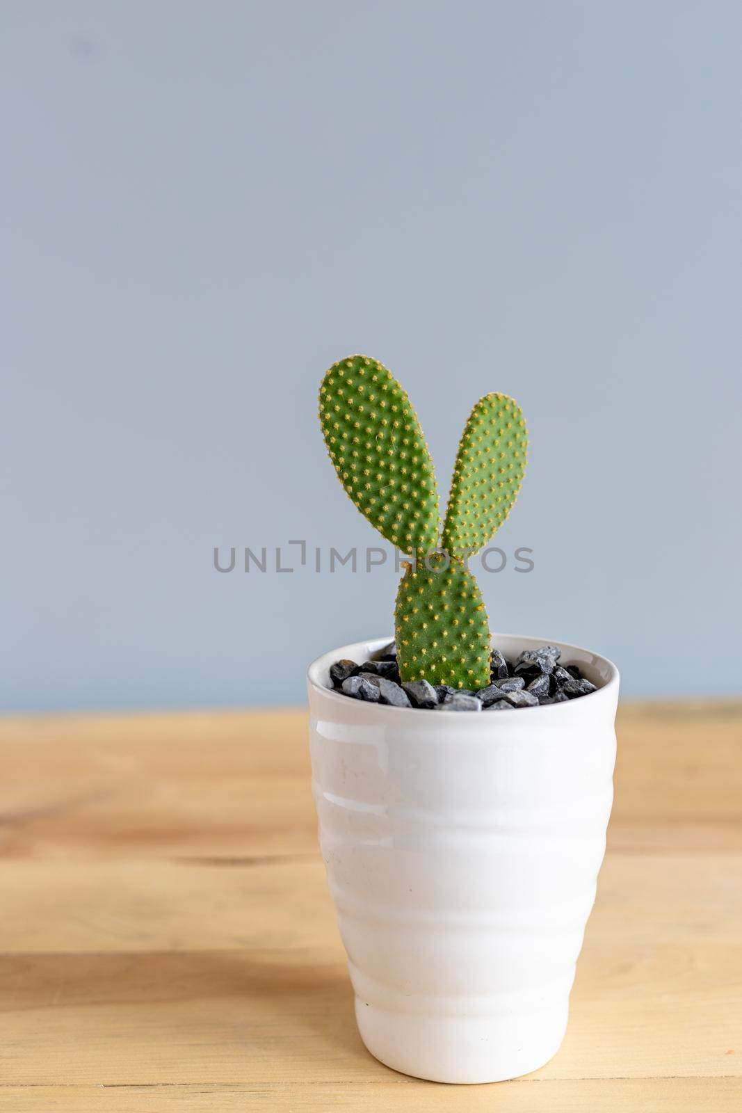 Orange Polka dot cactus in a beautiful pot by Bilalphotos