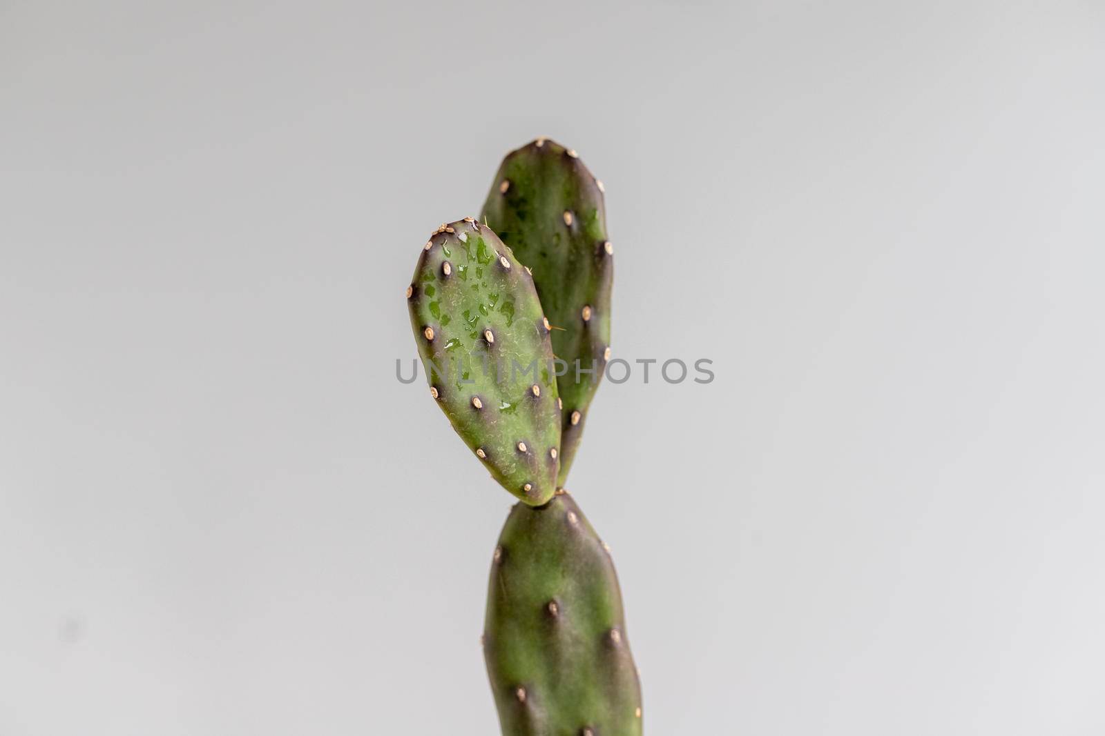 Opuntia cactus with isolated background