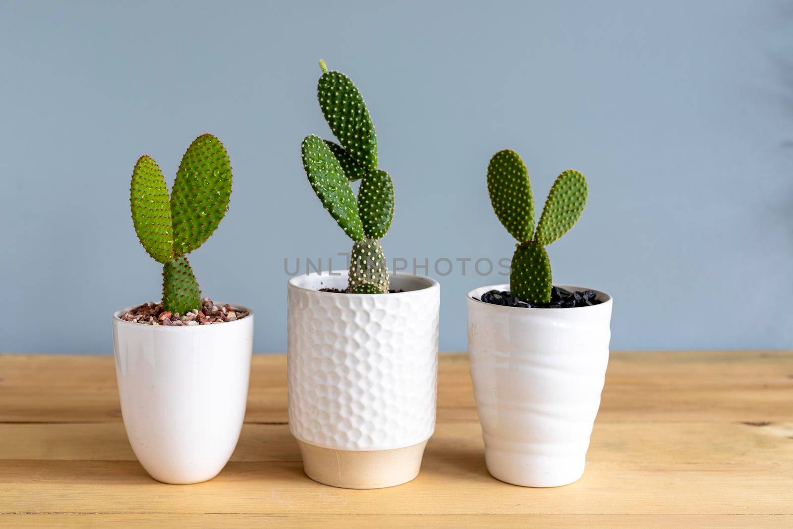 Bunny ears cactus yellow, white and red plants in decorative pots