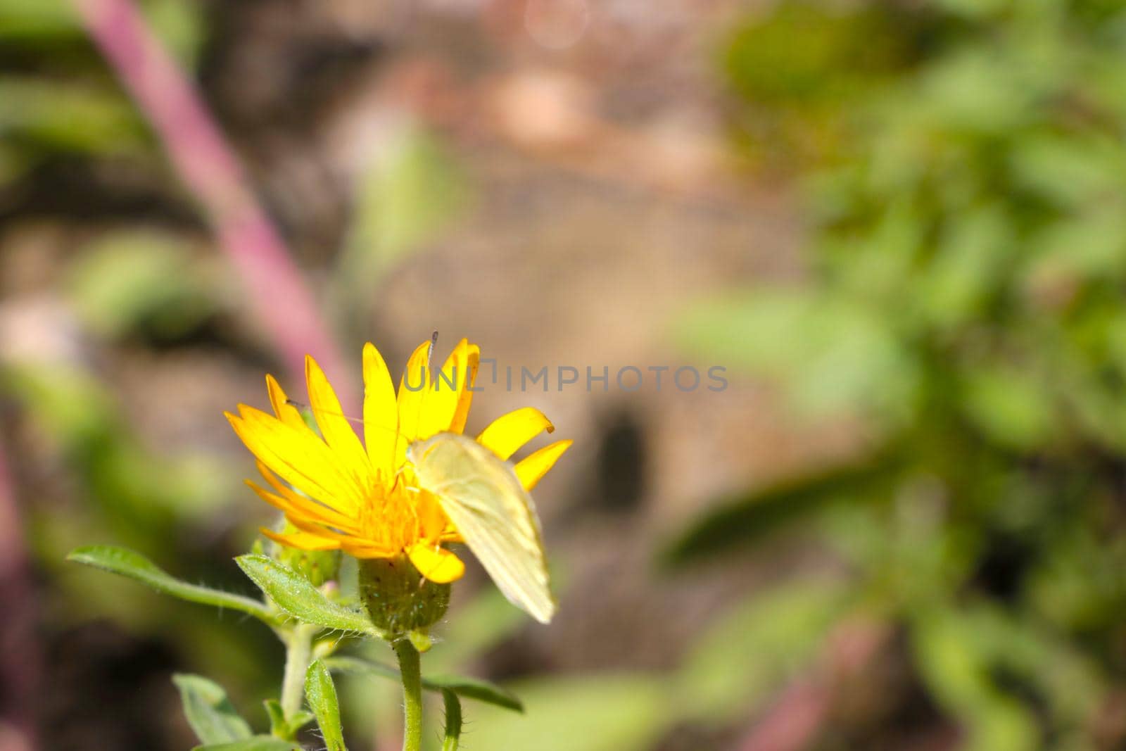 A yellow flowering flower in the park on a sunny summer day