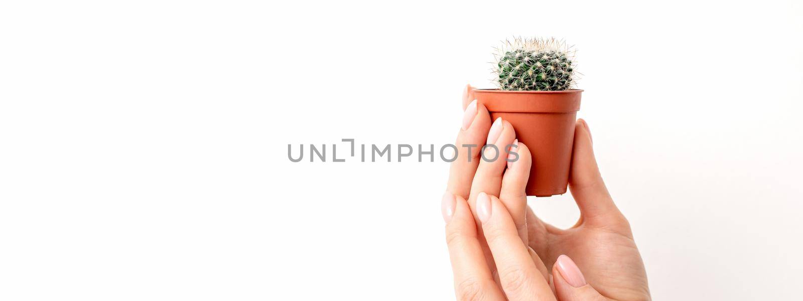 Female hand holding nice small green cactus in flower pot on white background with copy space