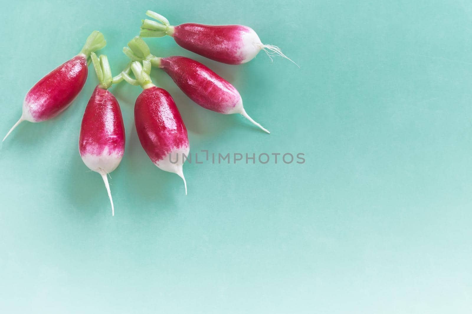 A small fresh radish on a blue background. Top view, space for text.