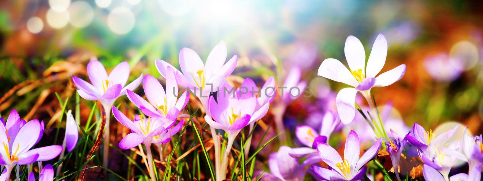 Blooming purple crocus flowers in a soft focus on a sunny spring day by Taut