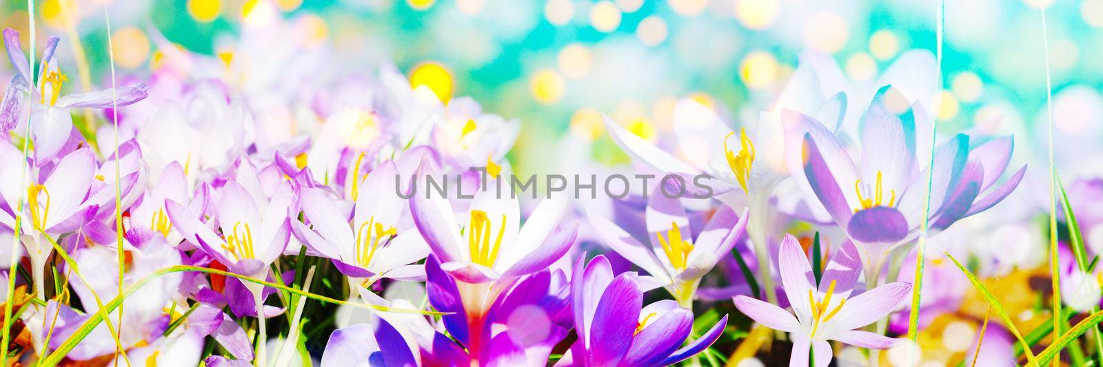 Beautiful crocuses growing through snow. First spring flowers