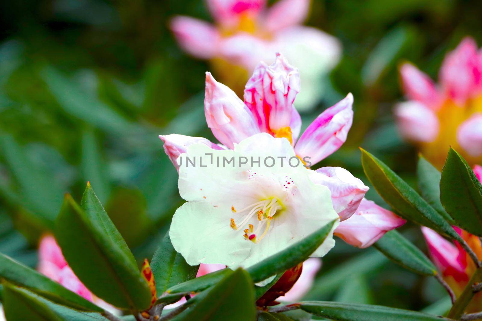 Close-up of flowering rhododendron branches in the park in the spring