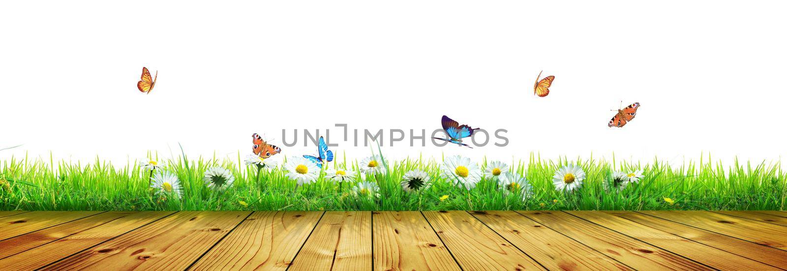 Beautiful nature view of butterfly on wooden background. by Taut