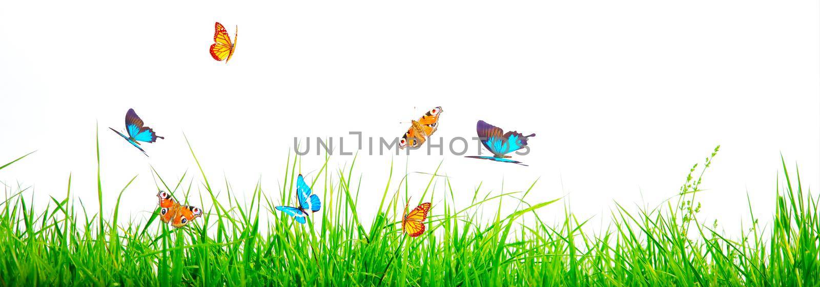 Flying butterfly in spring morning. Panoramic view.