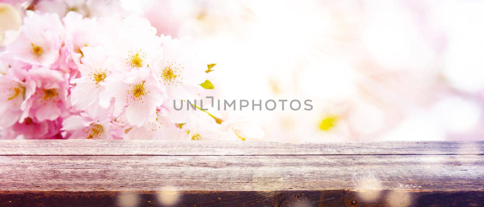 Beautiful branch of blossoming tree in spring. by Taut