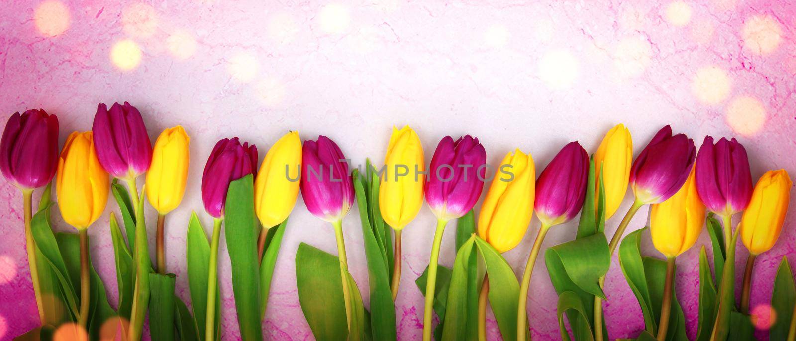 Beautiful tulips. Spring nature background for web banner and card design. by Taut